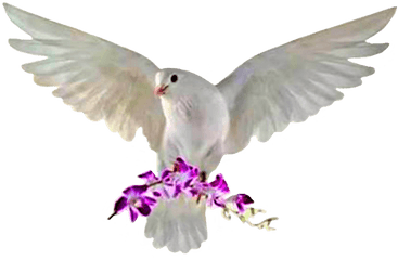 Rock Dove Full Size Png Download Seekpng - Rock Dove