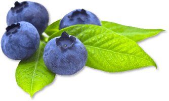 Blueberry Transparent Picture - Free PNG