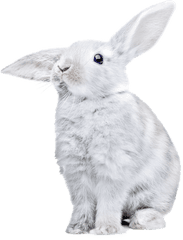 White Rabbit Png Clipart