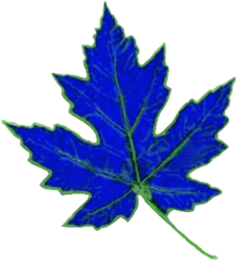 Blue Maple Systems Png Leaf Transparent