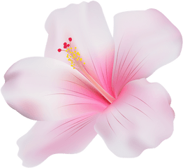 Pink Hibiscus ÃtlÃ¡tszÃ³ Png Clip Art Free - Hawaiian Hibiscus