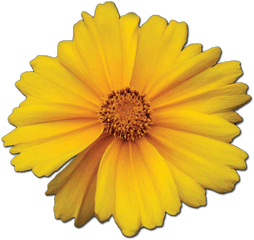 Guiding Light Png Marigold