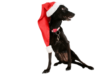 Dog Black Pet - Free Image On Pixabay Dog Catches Something Png