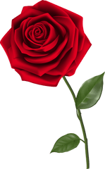 Rose Png Transparent Free - Transparent Background Red Rose Png