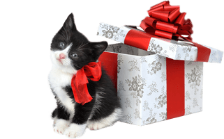 Christmas Kitten Free Download Image - Free PNG