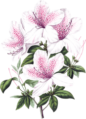 Beautiful Blooming Lily Flowers - Scientific Illustration Flowers Png