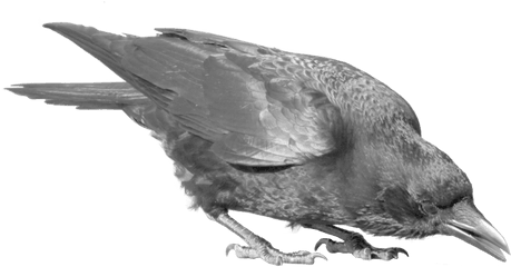 Download Raven Bird Png Image 390 - Crow Bird Png