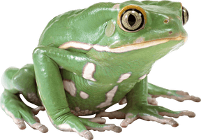 Green Frog Png Image