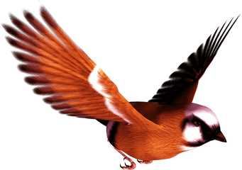 Bird Png - Birds Flying Png