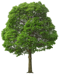 Large Green Tree Png Picture - Tree Png