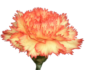 Carnation Png Transparent Images Free Download Flowers