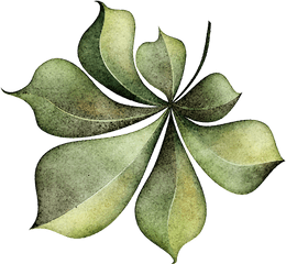 Leaves Pngs 1 - Illustration