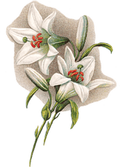 Free Digital Easter - Lily Png