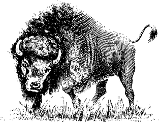 Horns Vector Bison Picture 1412433 - Bison American White Buffalo Png