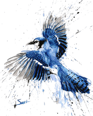 Blue Jay Watercolor Painting - Blue Jay Painting Png