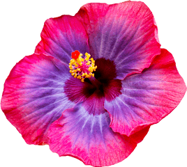 Hd Most Beautiful Flower Tri Coloured Hibiscus Full Size - Transparent Hibiscus Flower Png