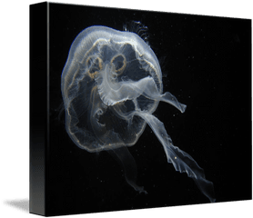 Clear Jellyfish By Mara Melms - Jellyfish Png