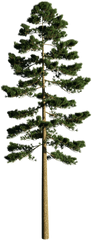 Pinus Ponderosa Pine Yellow - Ponderosa Pine Png