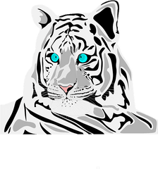 White Tiger - Tiger Png