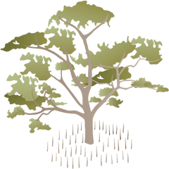 Mangrove Vector Png Image - Sonneratia Alba Illustration