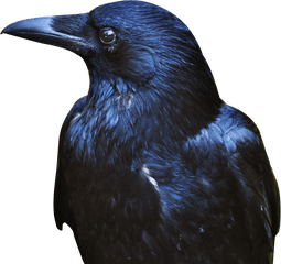 Crow Transparent Png Image - Crow Png