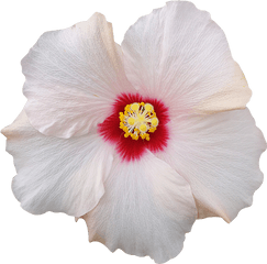 Fleur Hibiscus Png Image - Hawaiian Hibiscus