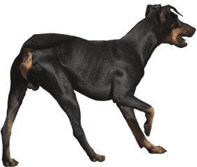 Download Rottweiler Png File - Dobermann