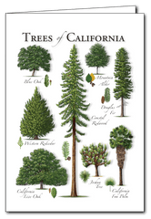 Redwood Tree Png - Boreal Conifer