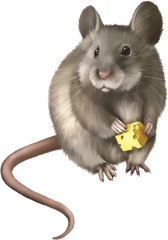 Clipart Rodent - Realistic Mouse Clipart Png