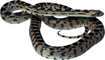 Snake Png Image Picture Download