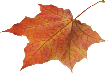 Autumn Leaves Solo Left Transparent Png - Autumn Leave Png