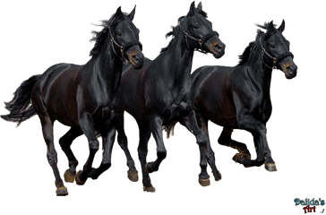 Download Horses Png - Horses