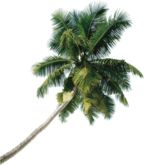 Asian Palmyra Palm Tree Coconut - Tree Png Download 927 Coconut Tree Png Real