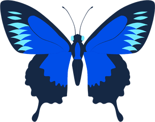 Laser Eye Surgery Dublin - Silhouette Butterfly Graphic Png