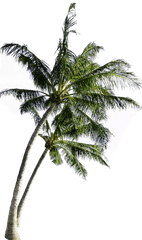 Download Coconut Computer Tree File Free Transparent Image - Transparent Coconut Tree Png