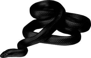 Black Snake Png Image Picture Download