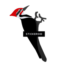 Pileated Woodpecker Transparent Png - Pileated Woodpecker Clipart