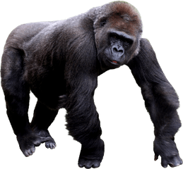 Download - Transparent Gorilla Png