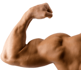 Muscles Clipart Muscle Arm Picture - Transparent Background Muscle Arm Png