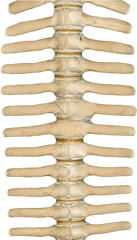 Spine Png Images In Collection - Skeleton Spinal Png