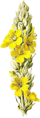 Yellow Flower Clipart Wild - Mullein Png