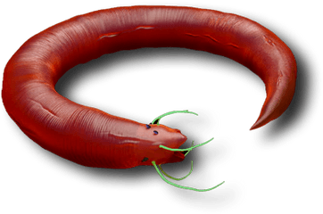 Flaen Worm - Cervelat Png