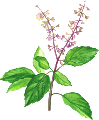 Holy Basil - Holy Basil Png