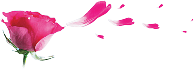 Pink Rose Petals Png - Ftestickers Flower Petals Rose Png