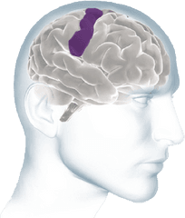 Inside The Brain - Brain Basics Alzheimeru0027s Association Two Brains Png