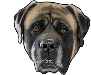 Why Are You A Dog - Mastiff Dog Face Transparent Cartoon English Mastiff Png