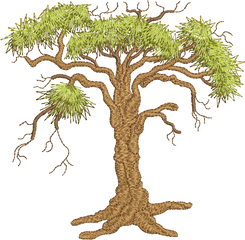 Oak Trees - Oak Tree Png Download Original Size Png Image Oak