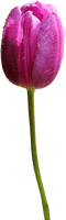 Tulip Png Hd