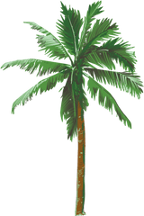 Palm Tree Transparent Background - Palm Tree Transparent Background Png