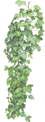 Ivy Png Images - Transparent Hang Plants Png